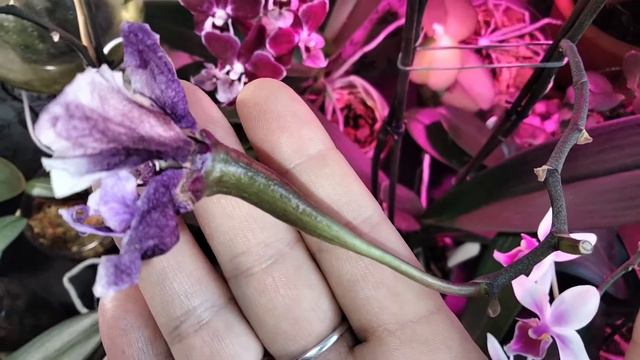 Прошло полмесяца после опыления орхидеи.Что изменилось... смотреть онлайн