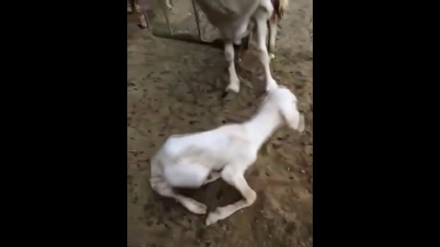 Человек ягнёнок смотреть онлайн