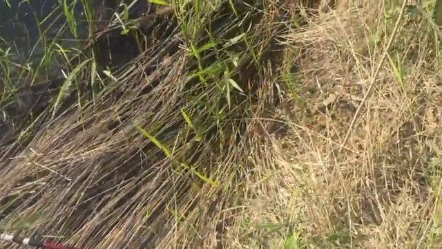 Рыбалка в ЗКО, ловля карасика для наживки на СОМА. поплавок, удочка смотреть онлайн