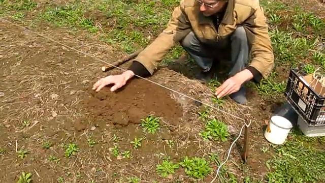 #143 (2018-05-01) огород-2018. Картофель, сорт Невский