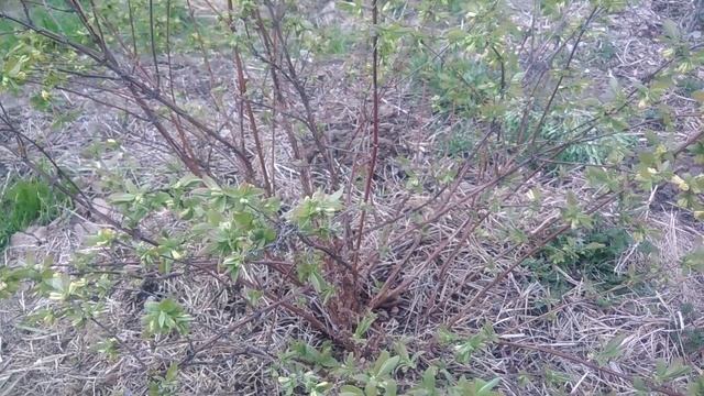 Жимолость съедобная.Уход за жимолостью весной смотреть онлайн