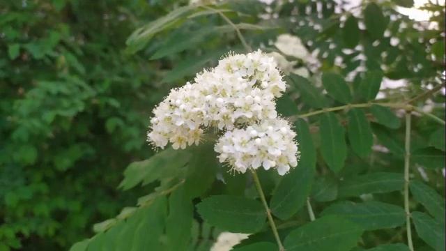 рябина цветет смотреть онлайн