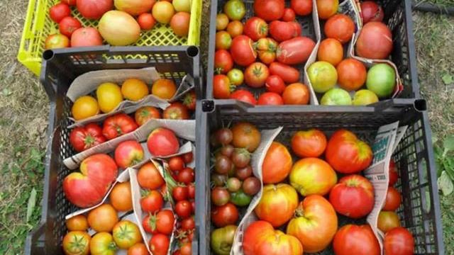 купить семена стевии смотреть онлайн