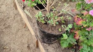 Как сохранить хризантему мультифлору в горшке до весны!?