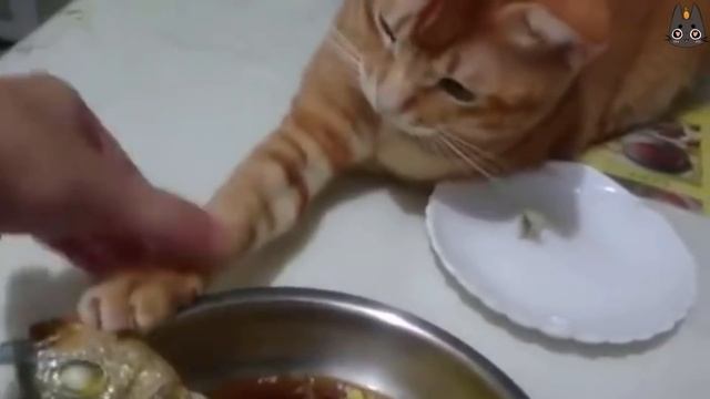 Cats Who Steal Food... Or Try To! (A Compilation) смотреть онлайн