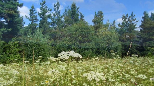 880..♫ ВИА "Норок" - " Васильковое Лето", 1970 смотреть онлайн