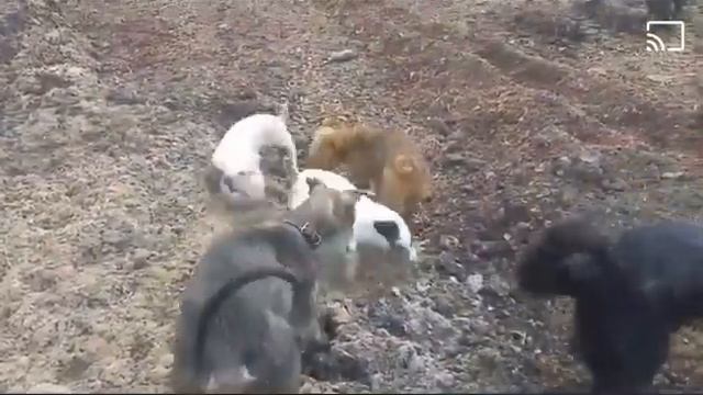 Собаки ловят огромных крыс смотреть онлайн