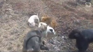 Собаки ловят огромных крыс