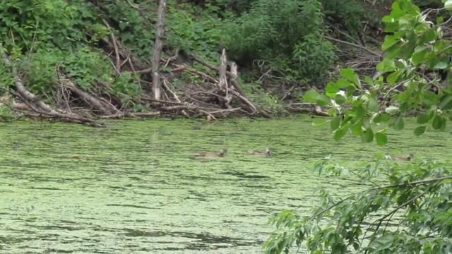 Работа лаек по норному зверю смотреть онлайн