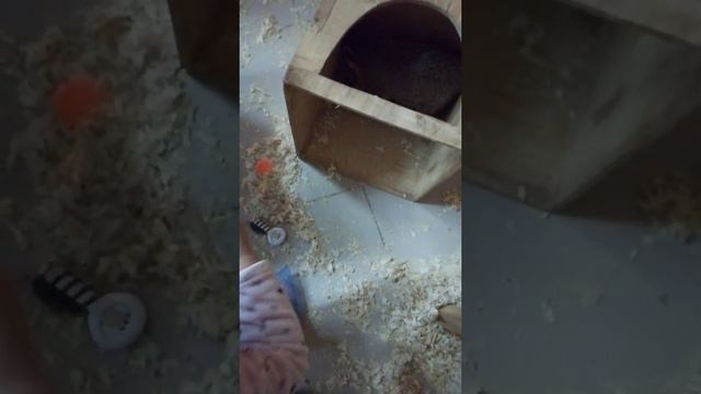 Зоопарк кемерово еноты смотреть онлайн