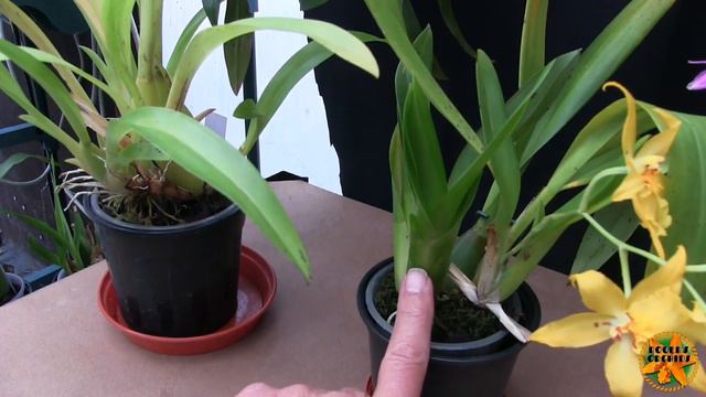 Blooms on the 8th смотреть онлайн