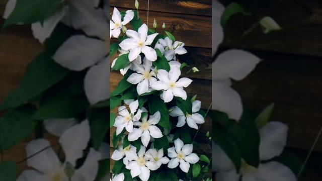 #shorts CLEMATIS / КЛЕМАТИС #клематис #лиана #цветущаялиана #цветыклематиса #надатскойклумбе смотреть онлайн