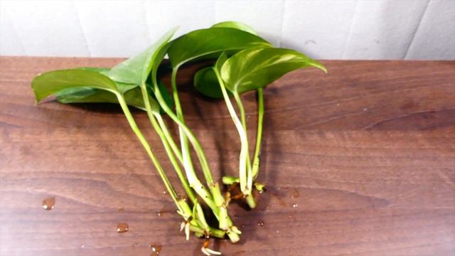 A Very Simple Method to Propagate Devil's Ivy Golden Pothos Plant in Water смотреть онлайн