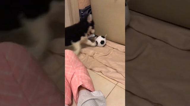 Хаски Космос первый день дома. Первая встреча смотреть онлайн