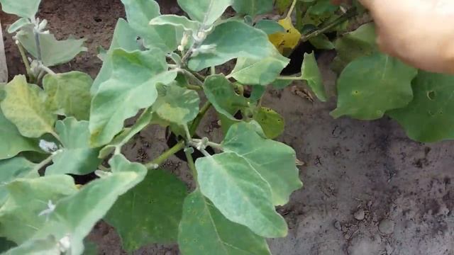 Урожай баклажанов в парнике "Подснежник" от БашАгроПласт смотреть онлайн