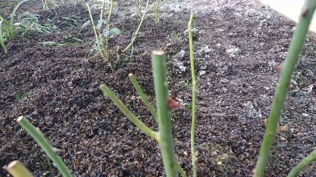 #Обработка роз от вредителей и предварительное укрытие на зиму смотреть онлайн