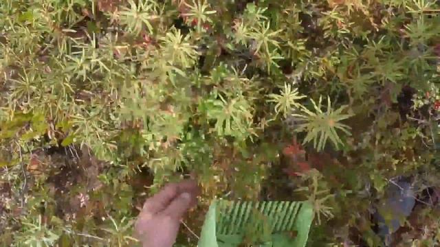 Вкусные рецепты варенья и джема