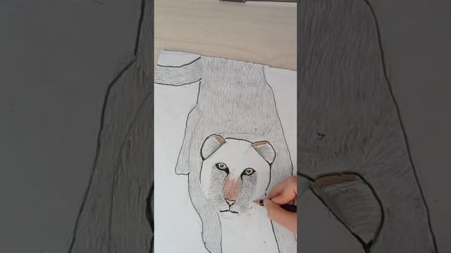 РИСУЕМ ТИГРА ??/ рисунок зверя / смотреть онлайн