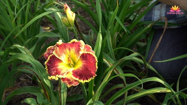 Лилейник Blindingly Beautiful. Июнь 2018 смотреть онлайн