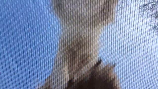 Fox Jumps On Trampoline