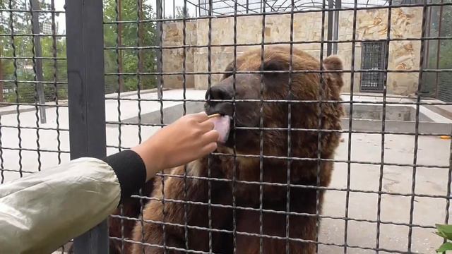 МЕДВЕДИ ПАРКА ТАЙГАН КРЫМ BEARS OF TAIGAN PARK CRIMEA смотреть онлайн