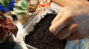 АЛИССУМ обязательно ПОСЕЙТЕ СЕМЕНАМИ цветок для сада как вырастить