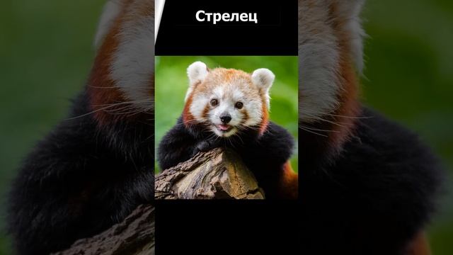 Кто ты из Диких Животных по гороскопу часть 3 #shorts #short #гороскоп #знакизодиака #животные смотреть онлайн