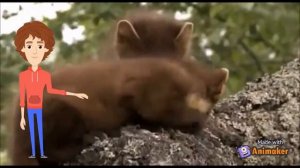 8 класс. Биология. Дикие пушные хищные звери. Лесная куница.