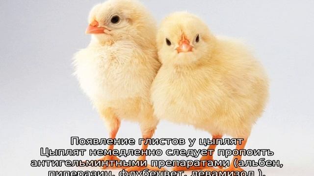 Болезни цыплят смотреть онлайн