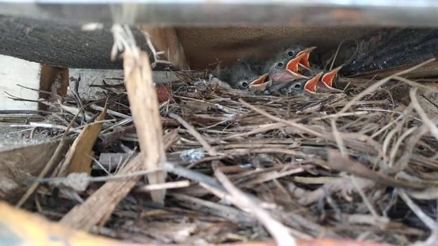 Кормление птенцов # нашел гнездо трясогузки смотреть онлайн