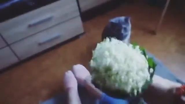 Острый репортаж ШОК! девушка заставляет кошку нюхать смотреть до конца жесть!! смотреть онлайн