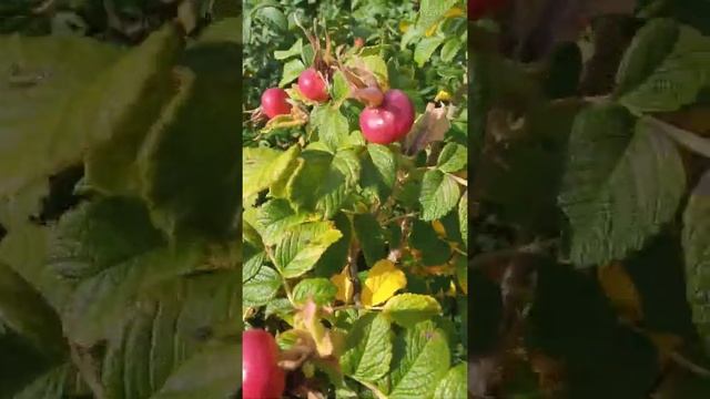 12 . 09 . 21 . Северная ягода шиповник смотреть онлайн