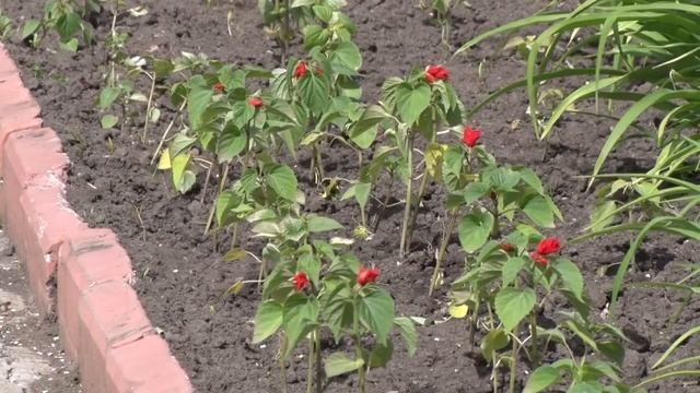 Летние работы по благоустройству ведутся в Первомайском сельском поселении смотреть онлайн