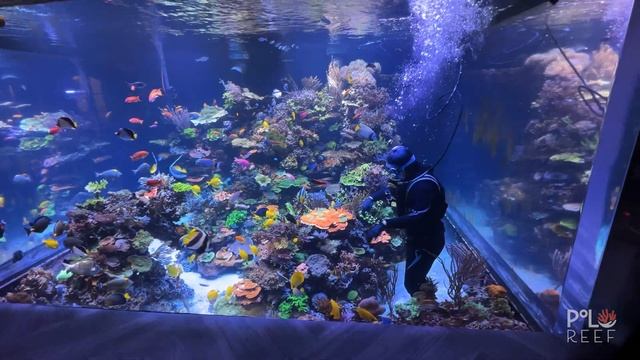 Emergency dive in a 17,000 gallon reef aquarium смотреть онлайн