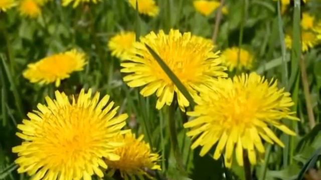 Привет весна!!! смотреть онлайн