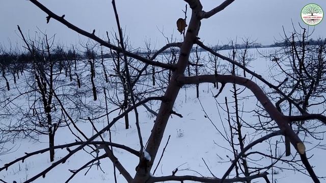 Обрезка яблони зимой. Обрезка центрального проводника. Обрезка яблони веретено. Подвой мм 106. смотреть онлайн