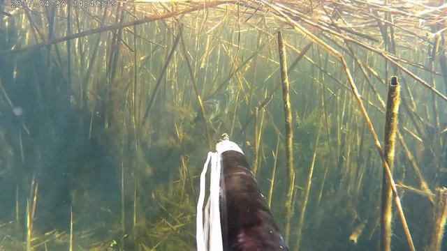 Подводная охота появление щуки неожиданно смотреть онлайн