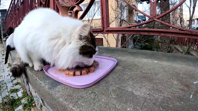 All the cats on this island live in mansions. The Cutest Cats. Adorable Paws смотреть онлайн