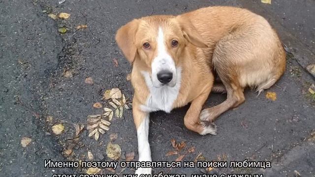 Как найти собаку, если она убежала и потерялась смотреть онлайн