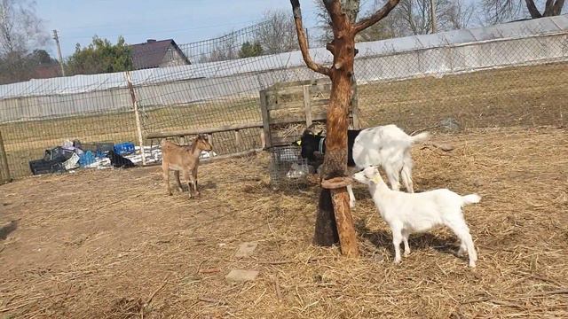 Что у нас слышно. немного новостей о козах. смотреть онлайн