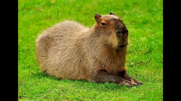 ( 1 hour) Spiderbait - Black Betty  ( 1 hour)