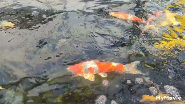 Quality Nishigoi Store Tour #bigfish #koifarm #koi #storetour #koishop смотреть онлайн