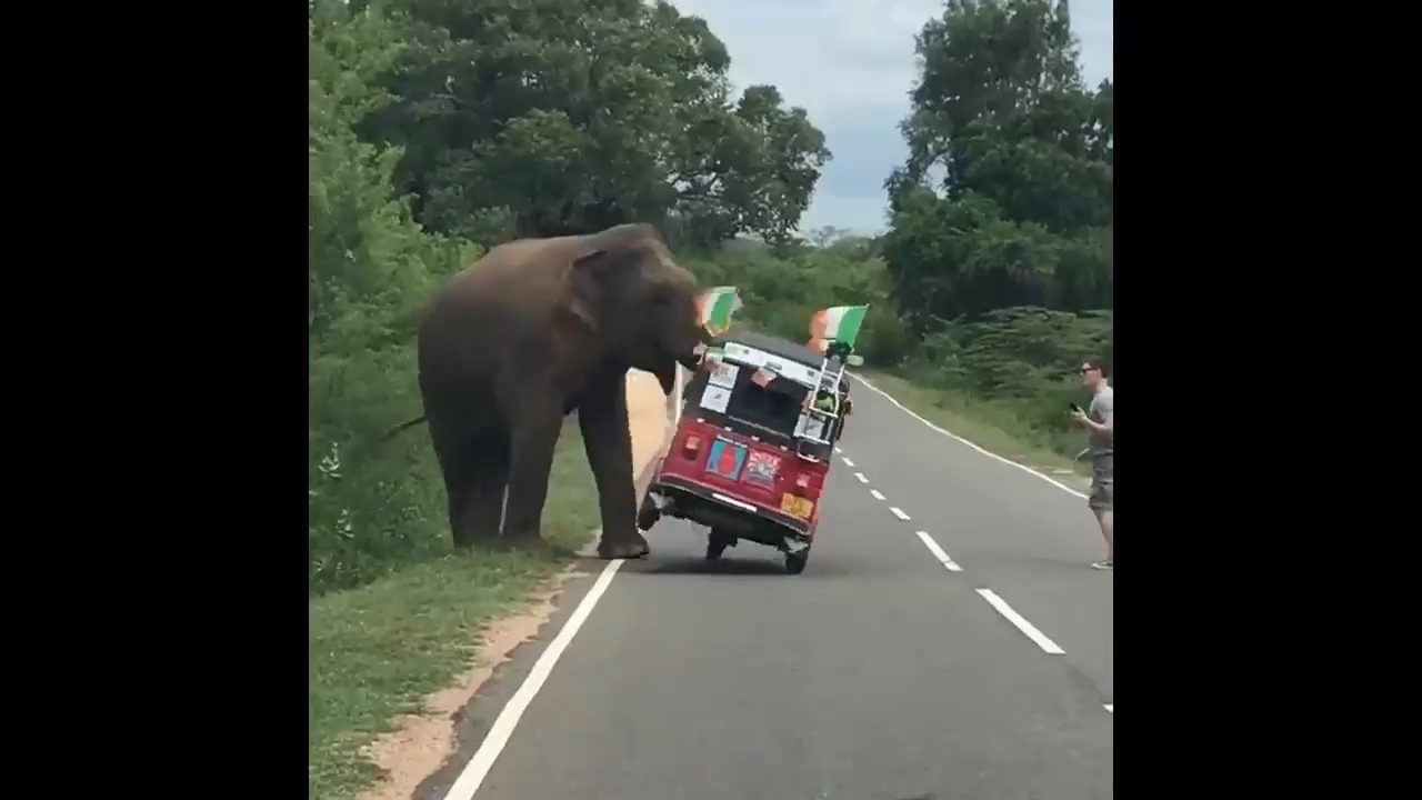 Слон опрокинул фургон смотреть онлайн