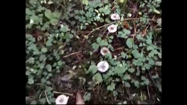 Ведьмин круг грибов. Рядовки -Говорушки дымчато - серые и белые смотреть онлайн