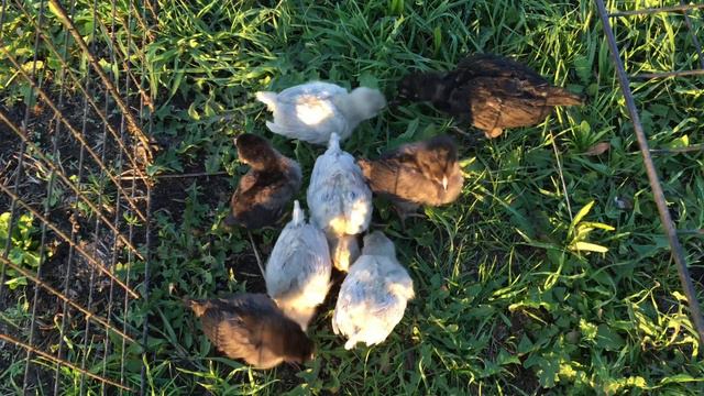 ВОТ КАКИЕ МОЛОДЫЕ АМЕРАУКАНЦЫ!!! ЛАВАНДА И ЧЕРНЫЙ ОКРАС смотреть онлайн