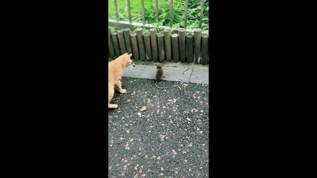 Забавные животные № 7 смотреть онлайн