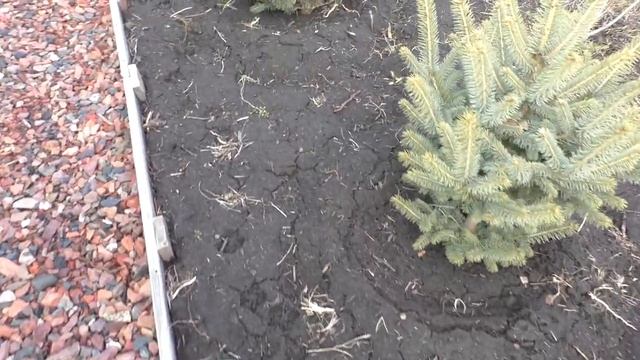 Когда начинать поливать хвойные растения после зимы. смотреть онлайн