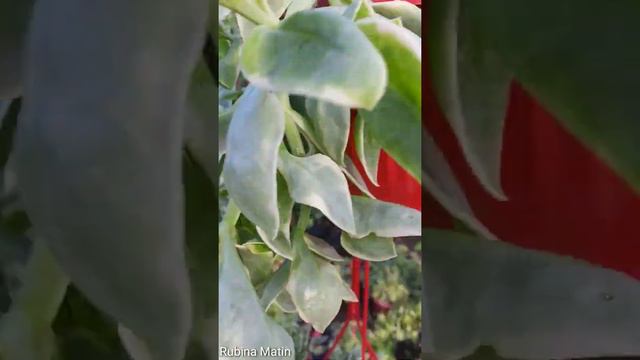 Baby Sun Rose | Aptenia Hanging Basket | Summer Flowering Plants | RM Garden смотреть онлайн