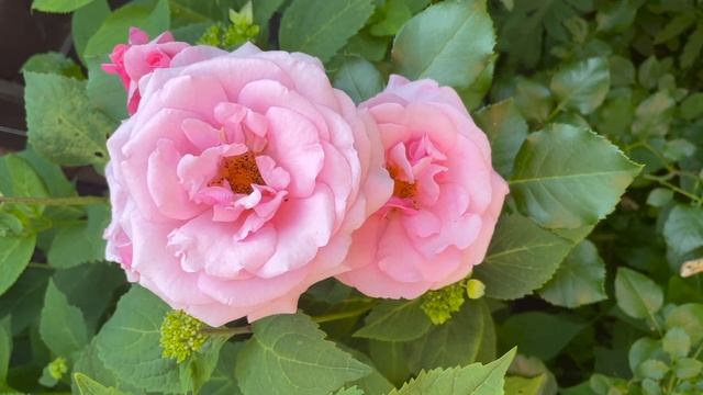 Розы в саду семьи Большаковых 7 июля 2021 (часть 1) смотреть онлайн