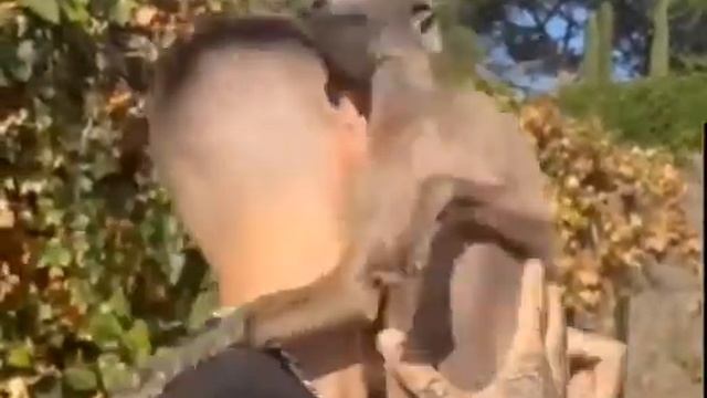 мем собака дёргается смотреть онлайн